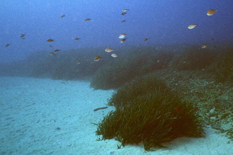 88 passaggio.jpg - Tra l'Isola di Bergeggi e capo Maiolo il fondale è poco profondo e sabbioso con grandi chiazze di posidonia.